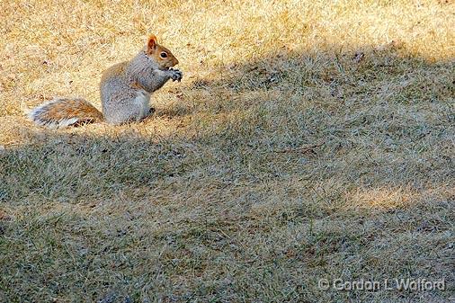 Squirrel In The Sun_DSCF01026.jpg - Eastern Grey Squirrel (Sciurus carolinensis) photographed at Ottawa, Ontario, Canada.